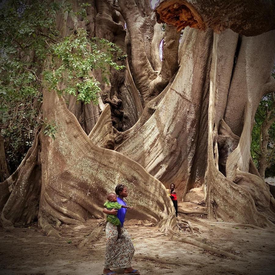 Kafountine Naturubuntu מראה חיצוני תמונה